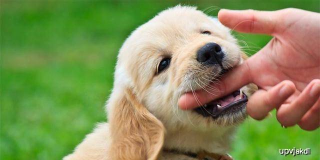 狗为啥喜欢咬人手 6703567082844d6c9437bff5d57d1880.jpeg