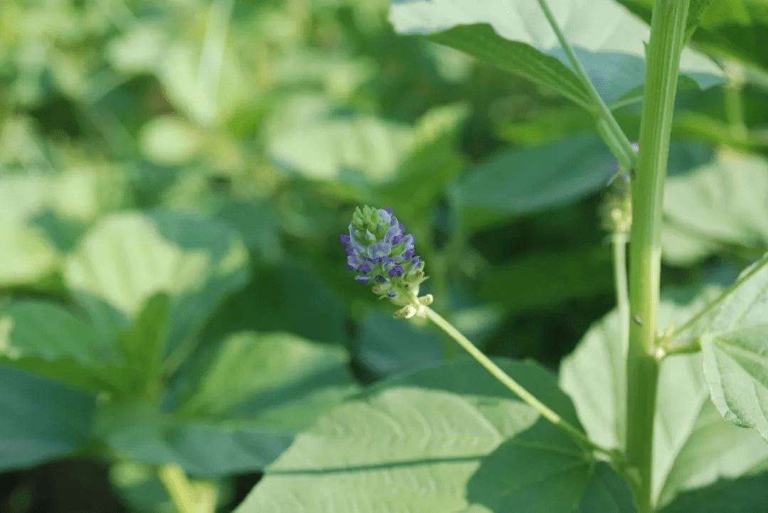 补骨脂(补骨脂psoralea corylifolia)