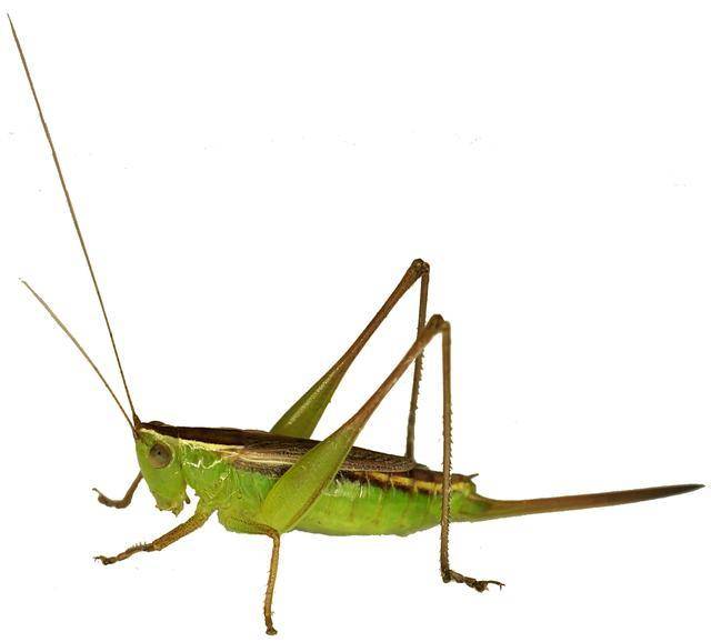 蝗虫(locust),也叫grasshopper,俗称草蜢,蚱蜢等,直翅目蝗科
