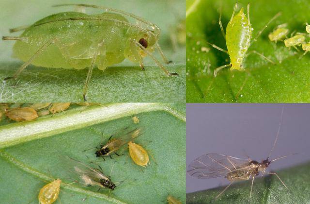蚜虫(aphid),也叫腻虫或蜜虫,半翅目蚜科/aphididae,该科约有2000种.
