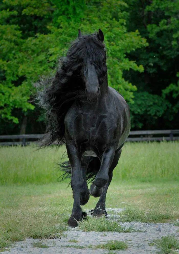 世界上最帅气的马,大家看看觉得如何?