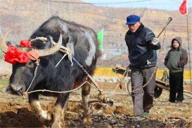 "试犁"的习俗,也就是说在这一天, 将耕地用的犁耙套在耕牛脖子上,让牛