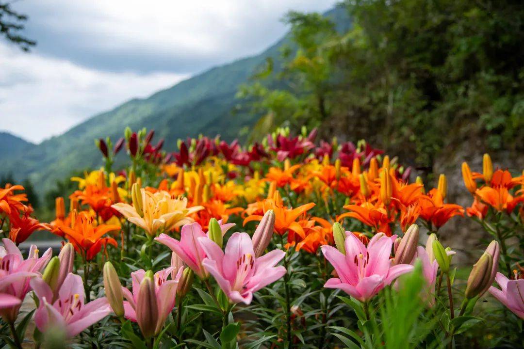 桌山百合花盛开,醉美花海邀您体验七月花漾生活