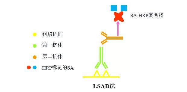 这些免疫组化染色方法你知道吗快来get