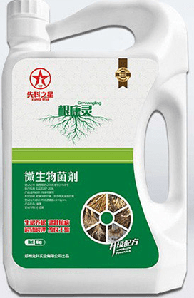 发病初期根部喷施根康灵(微生物菌剂)
