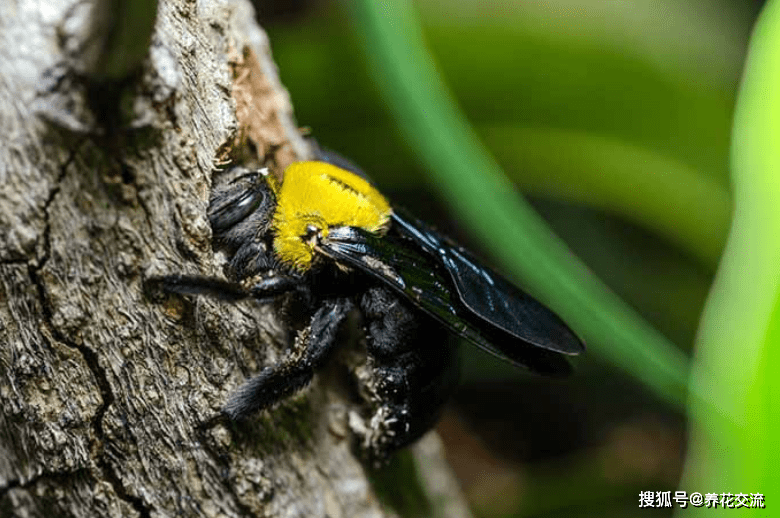 竹筒蜂是一种非常特别的黄蜂,它的通体都是黑色的,只有靠近头部(胸部)