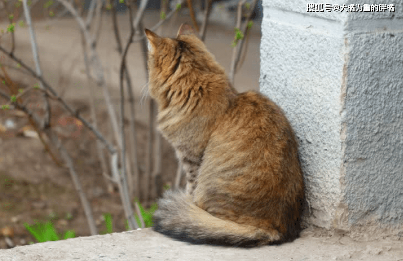 被猫吓到了怎么办