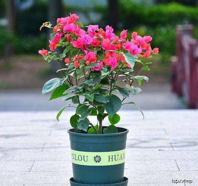 比较好养活花期长好看的花 9633dfd59fd34ce185ba3c0a959f319e.jpeg