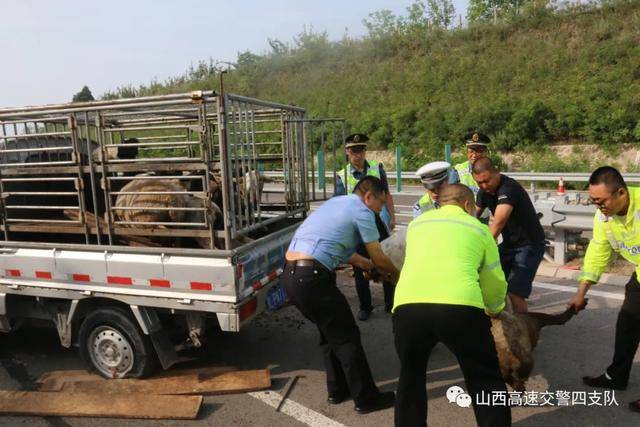 拉羊小货车侧翻 高速交警秒变"赶羊倌"