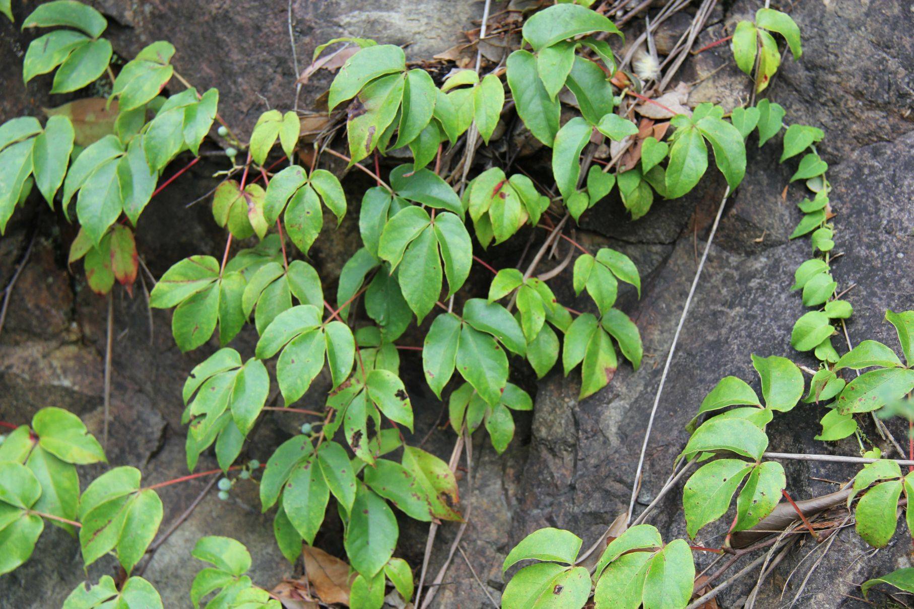 庆元植物1185葡萄科地锦属异叶地锦