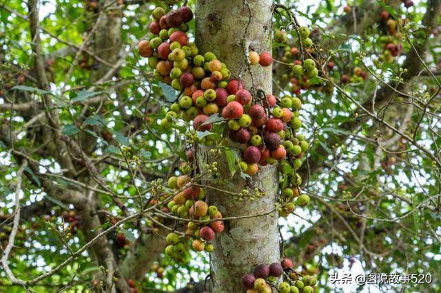 它属无花果却开花,果子像北方野山楂,游客:广西这树到底是啥?