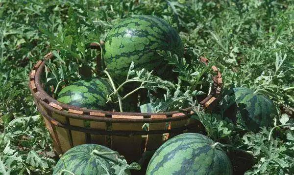 时节|养生正当时,食疗、茶疗法,总有一款适合你!小暑有“伏气”