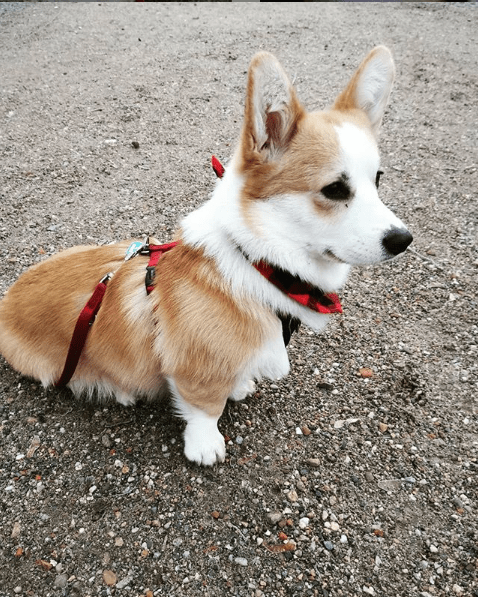 夏天如何给柯基犬降温,耳朵有螨虫怎么办