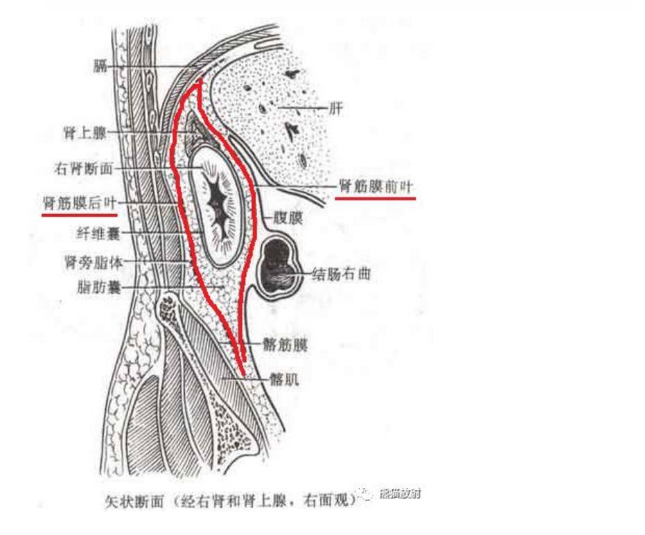 解剖丨腹膜后间隙(包懂包会)!