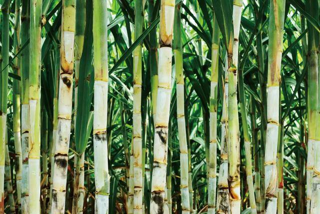 在2019～2020的甘蔗收获季里,巴西产出约6.4亿吨甘蔗.
