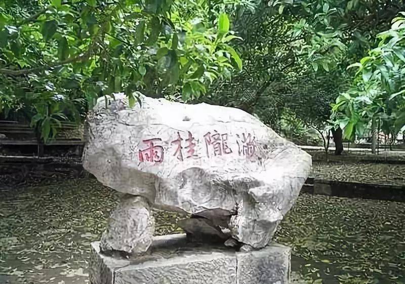 杭州满陇桂雨,桂花飘香最美之处