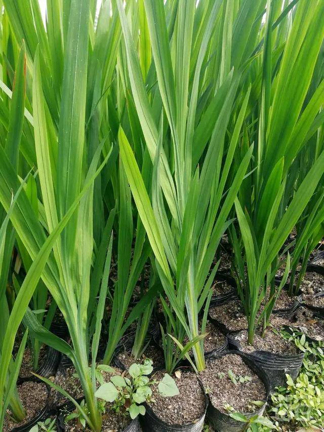 金叶石菖蒲