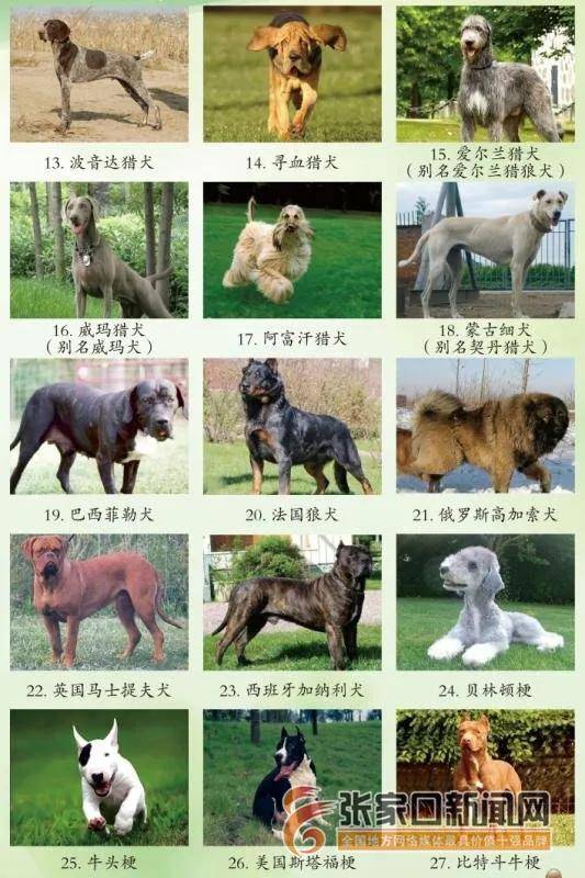 问:我市禁养犬类品种有哪些?