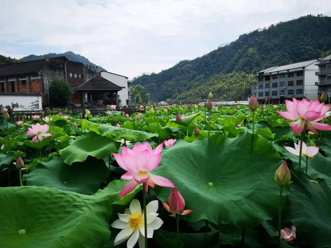 温州这些地方的荷花即将燃爆朋友圈_三垟