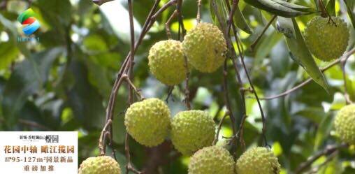 原创世界最大荔枝品种在惠州上市了! 来猜猜一颗值多少钱
