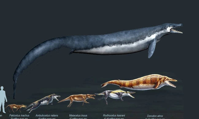 其中关于龙王鲸的化石就有500多件