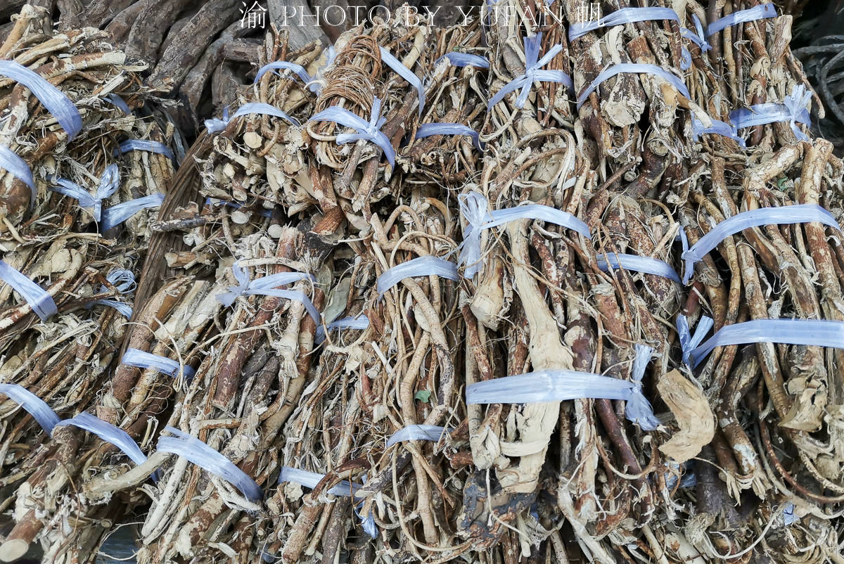 中国唯一没有新冠肺炎的地级市,满山皆闻南药香,连树叶都能卖钱 中国唯一没有新冠肺炎的地级市,满山皆闻南药香,连树叶都能卖钱