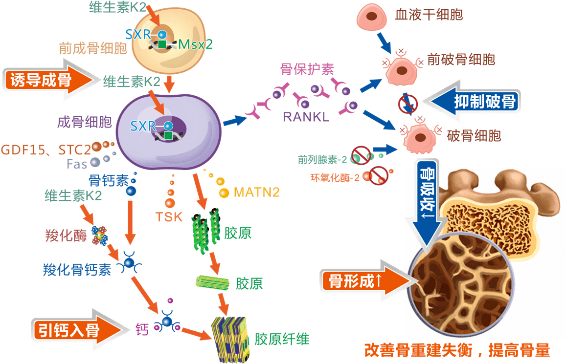 维生素k2引钙入骨