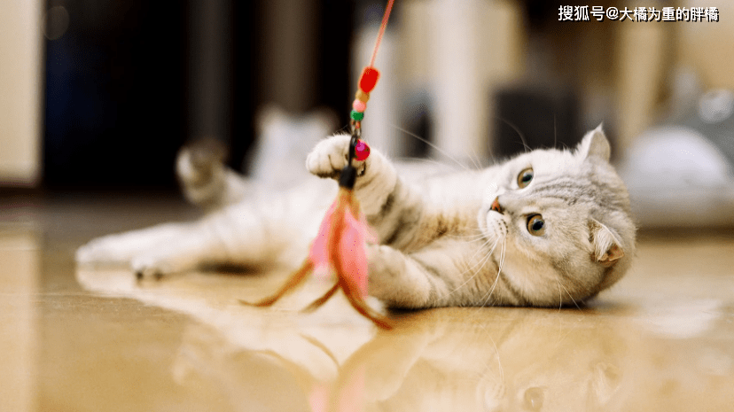 怎么看小猫有没有牙结石 5e9a605866aa4b3d854518efc4edac40.png