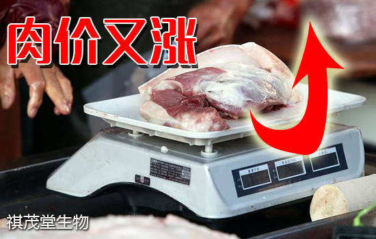 广东汕头:6月生猪价格反弹上涨21%,未来猪肉价格走势怎样?