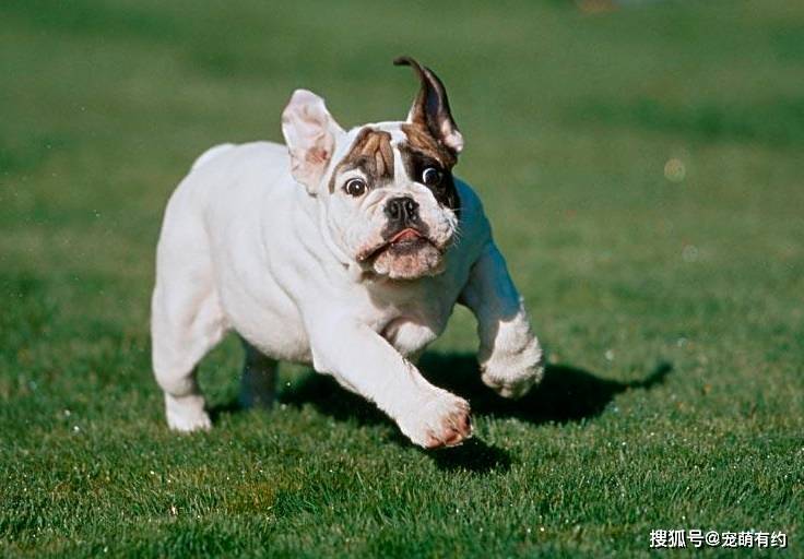 原创英国斗牛犬，霸气十足，勇敢、果敢的个性深受人们喜欢