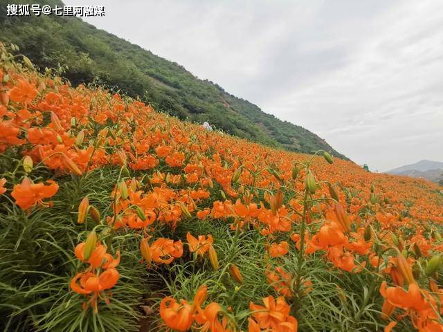 七里河区:百合花开