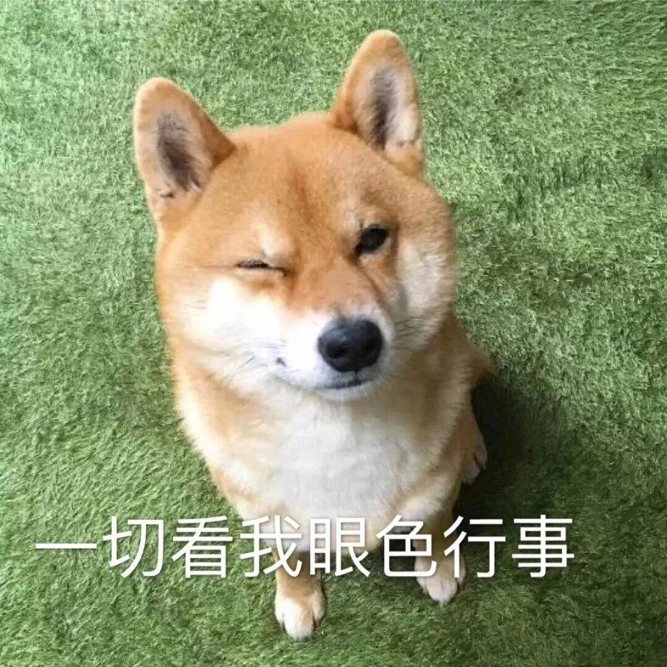 原创"如果你能和你的狗狗像人一样交流,你最想对它说什么?