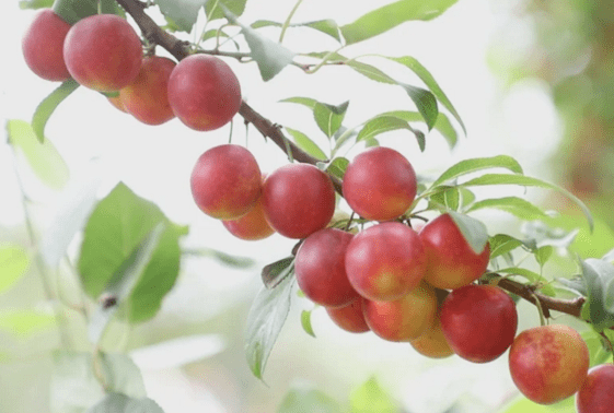 原创俗称野酸梅,个大如樱桃,曾是不起眼野果无人种植,如今40元1斤