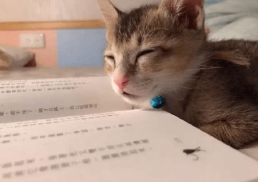 原创
智商很高的喵