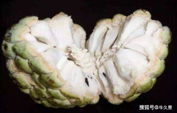 原创林檎广泛栽植于海南,广东,广西,云南,台湾等地