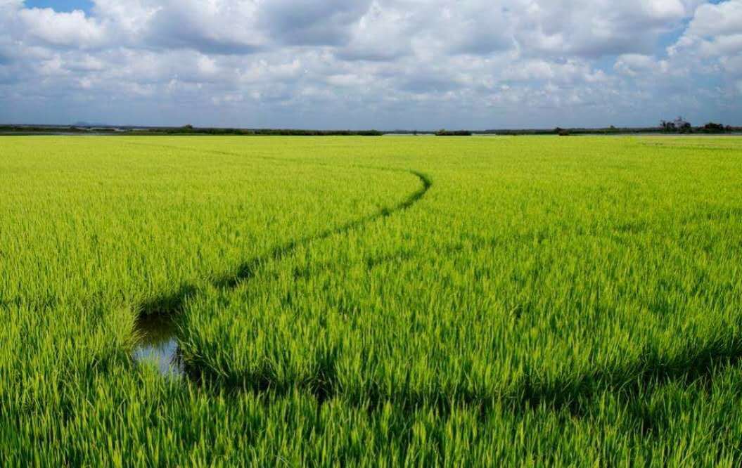 博君富硒大米种植基地