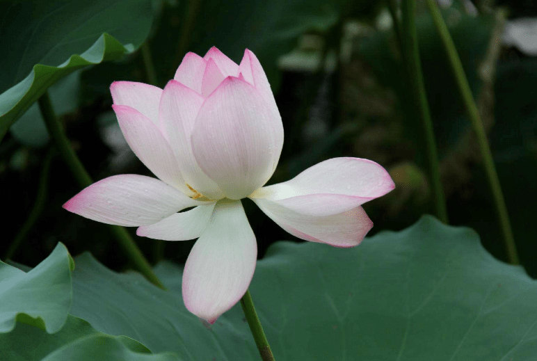 原创4种人间富贵花雍容典雅富贵逼人一眼就被吸引了