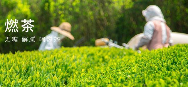 专门家|元気森林走红：被曝投后估值20亿美元 红杉为投资方