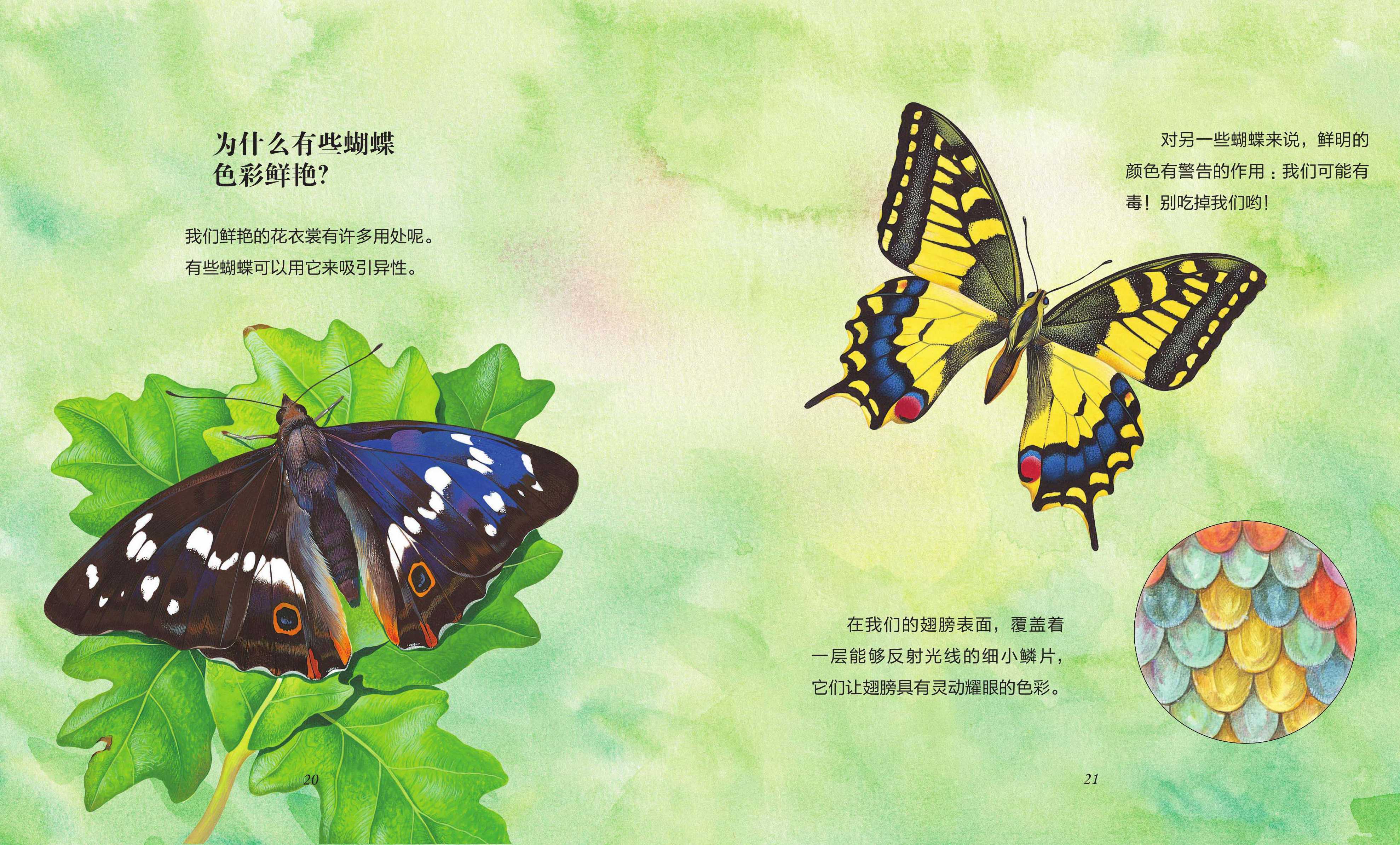 儿童绘本故事推荐《蝴蝶和飞蛾》