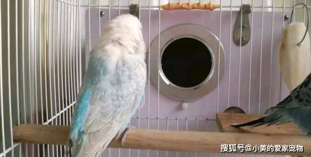 原创虎皮鹦鹉掉毛不一定就是螨虫引起的