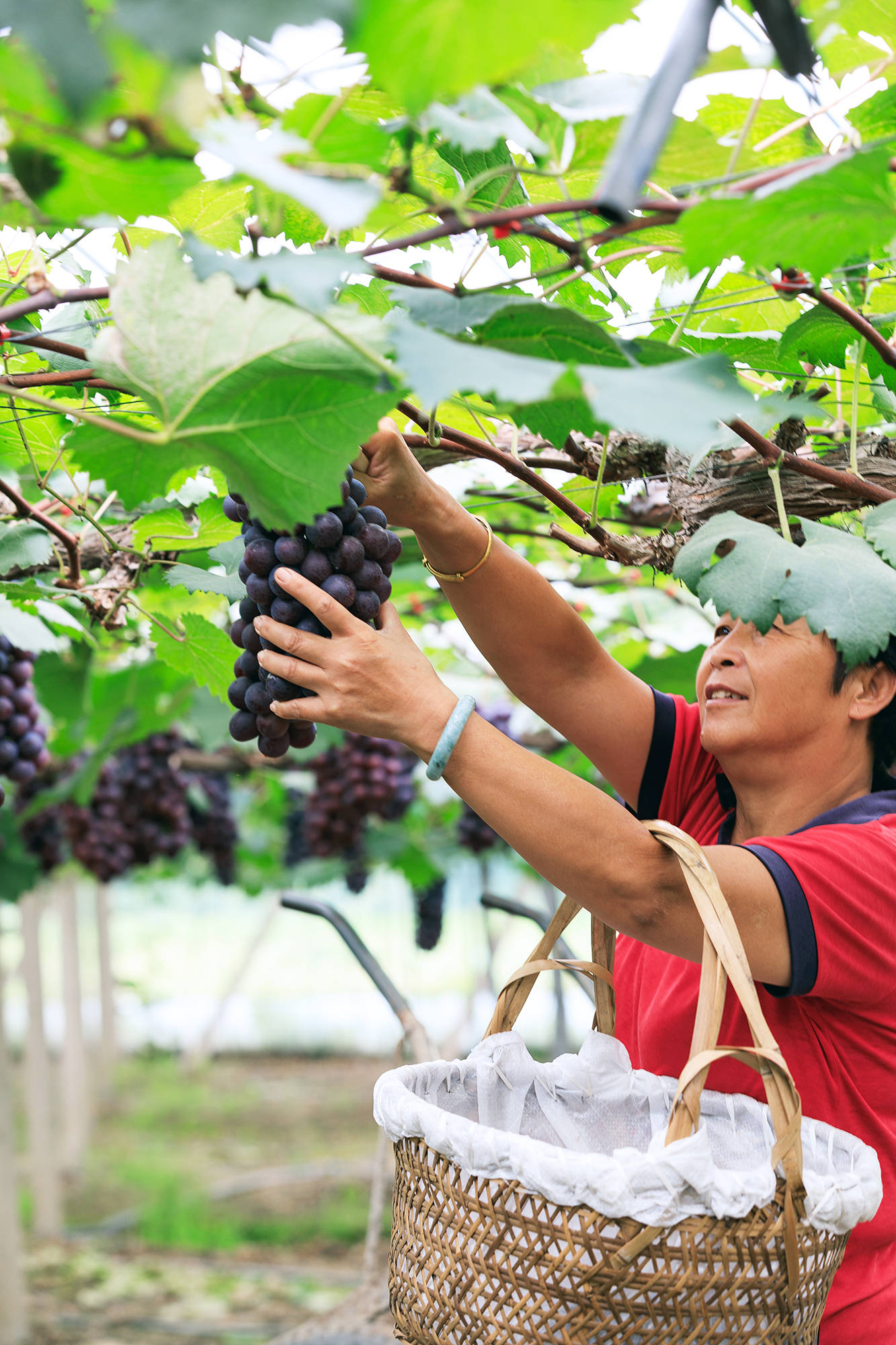 女人|正是蜜桃成熟时，番茄、蓝莓是伴娘夏风掠过北太湖