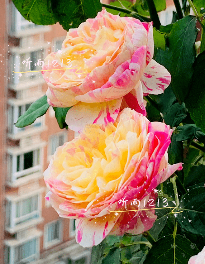 原创几种适合阳台养的月季,夏天也很少生病,太省心了!