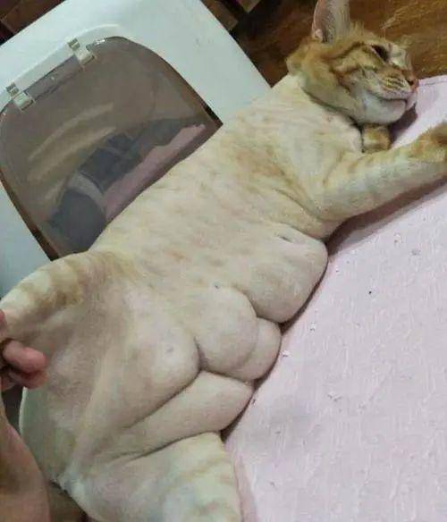 用实力向你证明, 猫也能拥有"八块腹肌".
