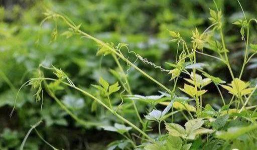 调节|清心悦神绞股蓝