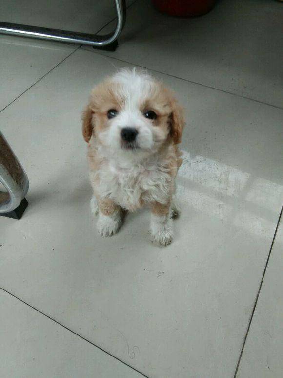 怎么养小奶狗视频 a436bf0d5d4b4d12902300fcdc7cbd89.jpeg