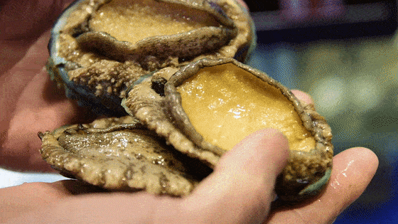 壁纸 动物 龟 两栖 蛙 560_315 gif 动态图 动图