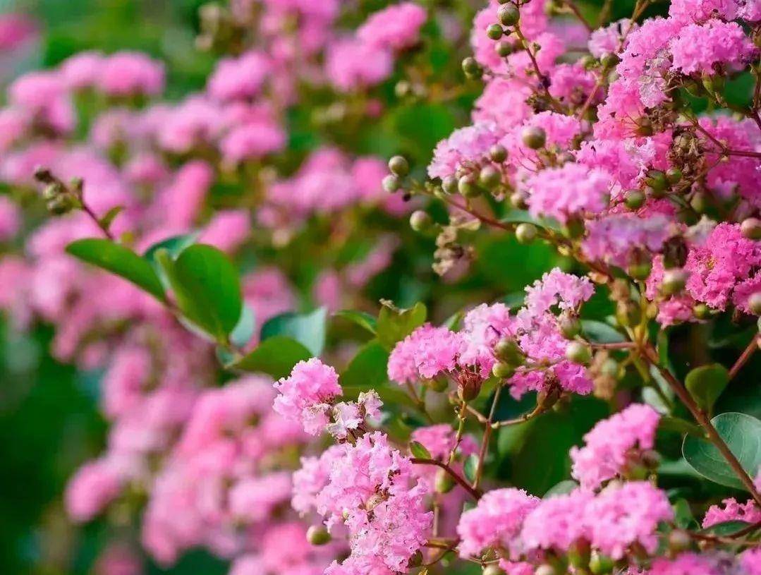 " 紫薇花的花期极长,可从6月一直开至9月,因此有"百日红"和"满堂红"的