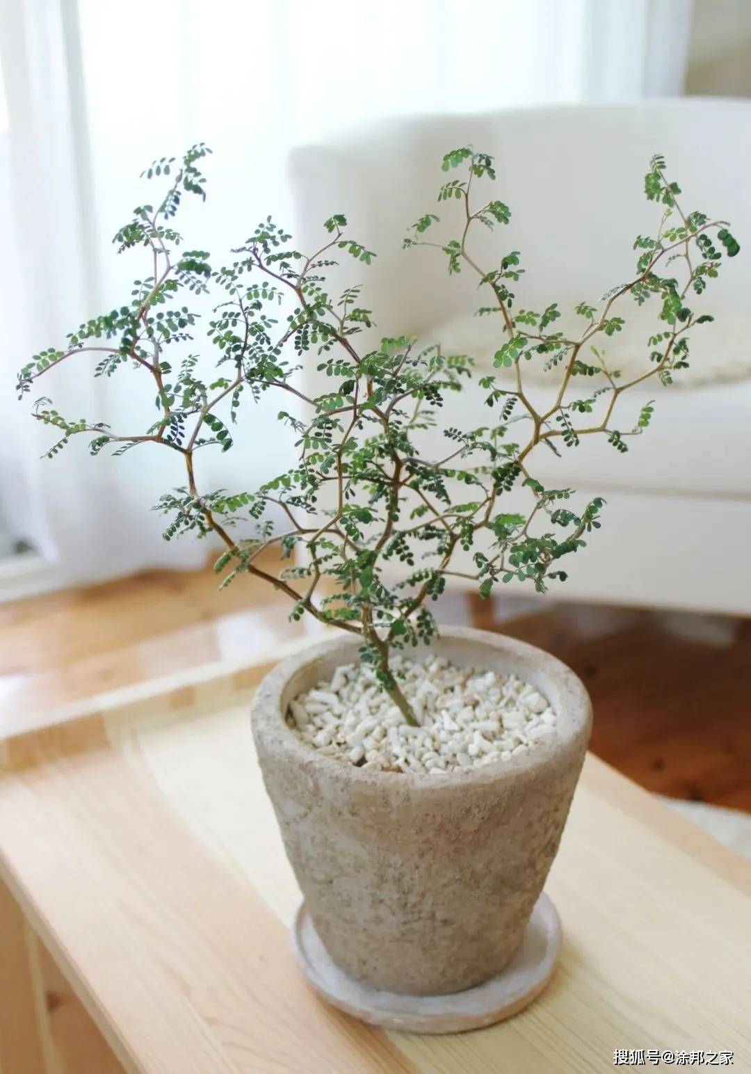刺槐的叶子一生都在萌芽状态,或许这就是长不大的孩子,美总在细微之处