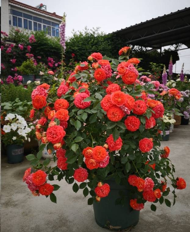 b0064218f3884a27abae18cfb557fbfd.jpeg