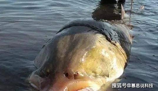 历史上最大的鱼多大?